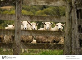 sheep at the gate