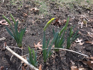 Daffodils