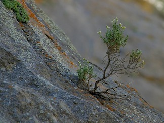 scraggly plant