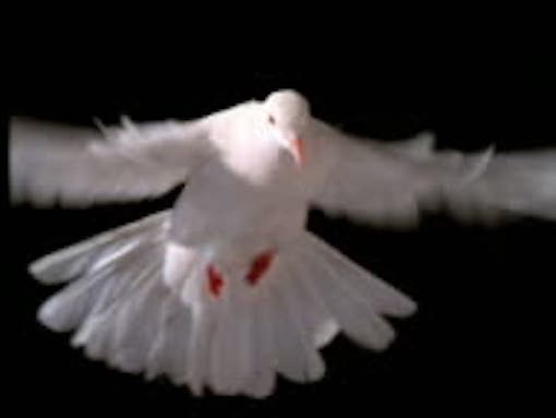 Dove descending