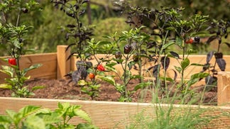 a garden
