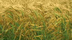 weeds and wheat