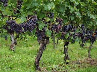 vineyard