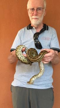 Boa